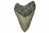 Fossil Megalodon Tooth - North Carolina #349322-1